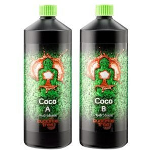 Buddhas Tree Coco A&B
