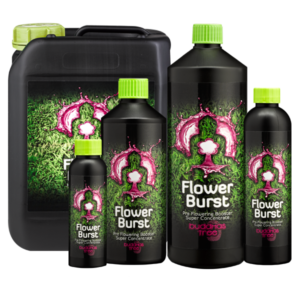 Buddhas Tree Flower Burst